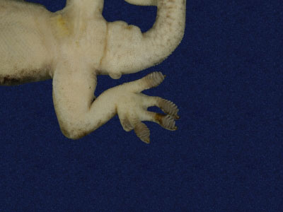 ƦƪԤBǦWG<em>Hemidactylus frenatus</em><br>W١G粪<br>^W١GCommon house gecko