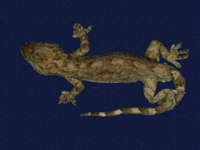 ƦƪԤBǦWG<em>Hemidactylus frenatus</em><br>W١G粪<br>^W١GCommon house gecko