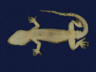 ƦƪԤBǦWG<em>Hemidactylus frenatus</em><br>W١G粪<br>^W١GCommon house gecko