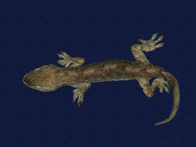 ƦƪԤBǦWG<em>Hemidactylus frenatus</em><br>W١G粪<br>^W١GCommon house gecko