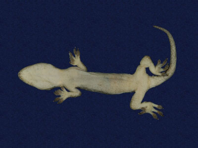 ƦƪԤBǦWG<em>Hemidactylus frenatus</em><br>W١G粪<br>^W١GCommon house gecko