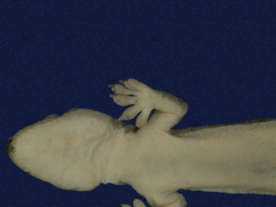 ƦƪԤBǦWG<em>Hemidactylus frenatus</em><br>W١G粪<br>^W١GCommon house gecko