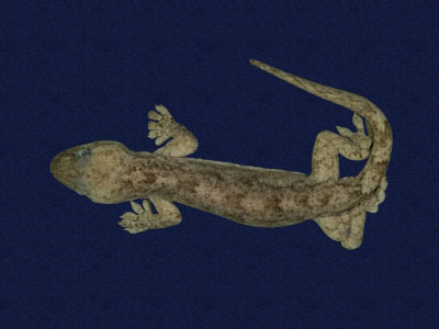 ƦƪԤBǦWG<em>Hemidactylus frenatus</em><br>W١G粪<br>^W١GCommon house gecko