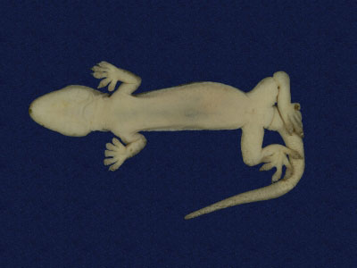 ƦƪԤBǦWG<em>Hemidactylus frenatus</em><br>W١G粪<br>^W١GCommon house gecko