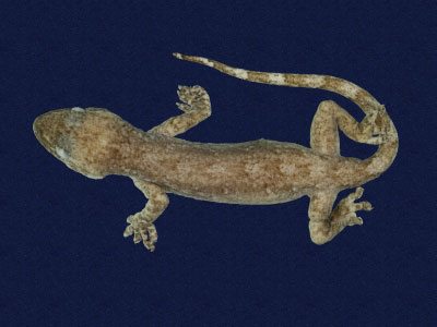 ƦƪԤBǦWG<em>Hemidactylus frenatus</em><br>W١G粪<br>^W١GCommon house gecko