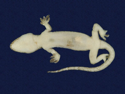 ƦƪԤBǦWG<em>Hemidactylus frenatus</em><br>W١G粪<br>^W١GCommon house gecko