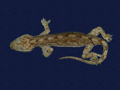 ƦƪԤBǦWG<em>Hemidactylus frenatus</em><br>W١G粪<br>^W١GCommon house gecko