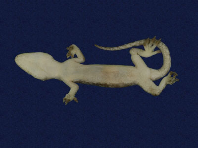 ƦƪԤBǦWG<em>Hemidactylus frenatus</em><br>W١G粪<br>^W١GCommon house gecko