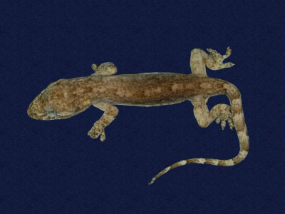 ƦƪԤBǦWG<em>Hemidactylus frenatus</em><br>W١G粪<br>^W١GCommon house gecko