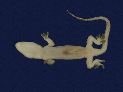 ƦƪԤBǦWG<em>Hemidactylus frenatus</em><br>W١G粪<br>^W١GCommon house gecko