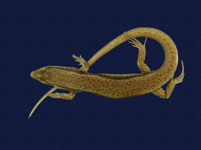 ƦƪԤBǦWG<em>Sphenomorphus indicus</em><br>W١GL׸h<br>^W١GIndian forest skink