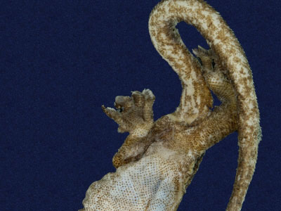 ƦƪԤBǦWG<em>Hemiphyllodactylus typus typus</em><br>W١Gbk粪<br>^W١GIndo-pacific tree gecko