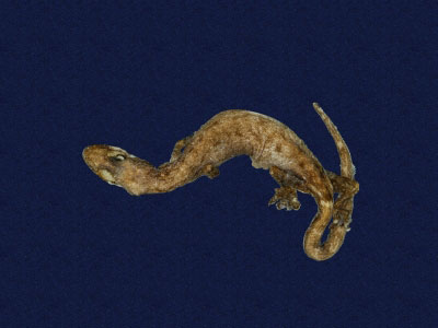 ƦƪԤBǦWG<em>Hemiphyllodactylus typus typus</em><br>W١Gbk粪<br>^W١GIndo-pacific tree gecko