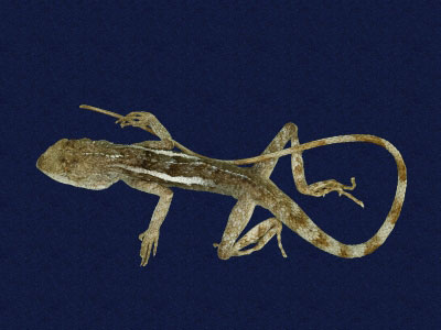 ƦƪԤBǦWG<em>Japalura swinhonis</em><br>W١G廨kh<br>^W١GSwinhoes tree lizard