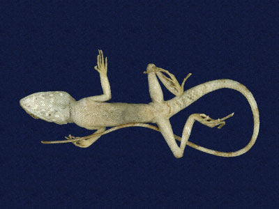 ƦƪԤBǦWG<em>Japalura swinhonis</em><br>W١G廨kh<br>^W١GSwinhoes tree lizard