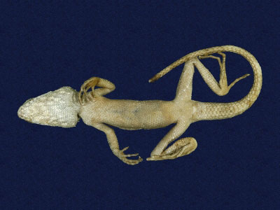 ƦƪԤBǦWG<em>Japalura swinhonis</em><br>W١G廨kh<br>^W١GSwinhoes tree lizard