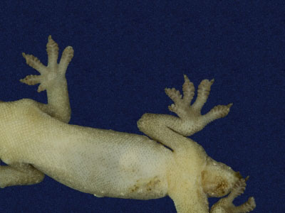 ƦƪԤBǦWG<em>Hemidactylus frenatus</em><br>W١G粪<br>^W١GCommon house gecko