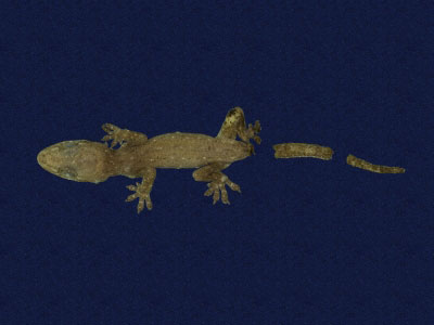 ƦƪԤBǦWG<em>Hemidactylus frenatus</em><br>W١G粪<br>^W١GCommon house gecko