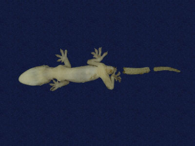 ƦƪԤBǦWG<em>Hemidactylus frenatus</em><br>W١G粪<br>^W١GCommon house gecko