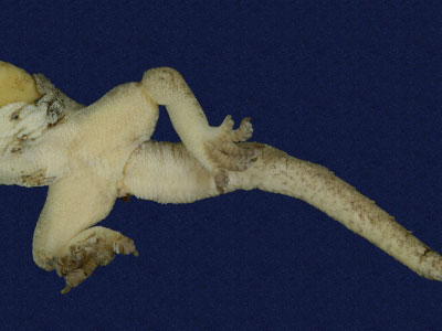 ƦƪԤBǦWG<em>Hemidactylus frenatus</em><br>W١G粪<br>^W١GCommon house gecko