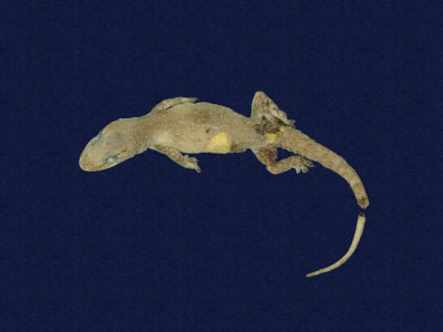 ƦƪԤBǦWG<em>Hemidactylus frenatus</em><br>W١G粪<br>^W١GCommon house gecko