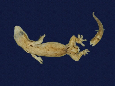 ƦƪԤBǦWG<em>Lepidodactylus lugubris</em><br>W١Gk粪<br>^W١GMourning gecko