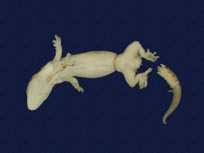 ƦƪԤBǦWG<em>Lepidodactylus lugubris</em><br>W١Gk粪<br>^W١GMourning gecko