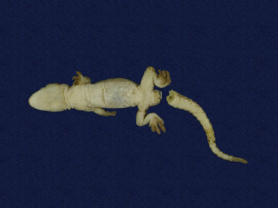 ƦƪԤBǦWG<em>Hemidactylus frenatus</em><br>W١G粪<br>^W١GCommon house gecko