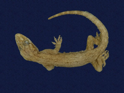 ƦƪԤBǦWG<em>Hemidactylus frenatus</em><br>W١G粪<br>^W١GCommon house gecko