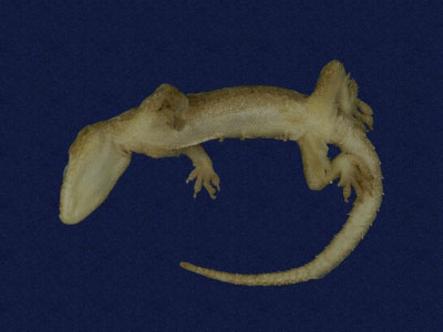 ƦƪԤBǦWG<em>Hemidactylus frenatus</em><br>W١G粪<br>^W١GCommon house gecko