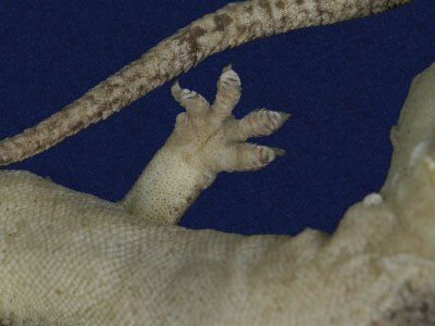 ƦƪԤBǦWG<em>Gekko hokouensis</em><br>W١Guc<br>^W١GHekou's gecko