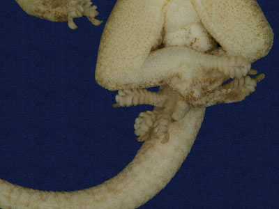 ƦƪԤBǦWG<em>Hemidactylus frenatus</em><br>W١G粪<br>^W١GCommon house gecko