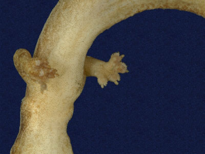 ƦƪԤBǦWG<em>Hemiphyllodactylus typus typus</em><br>W١Gbk粪<br>^W١GIndo-pacific tree gecko