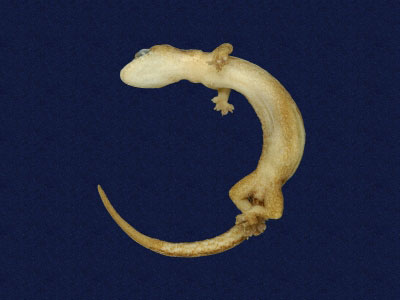 ƦƪԤBǦWG<em>Hemiphyllodactylus typus typus</em><br>W١Gbk粪<br>^W١GIndo-pacific tree gecko