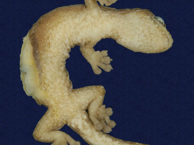 ƦƪԤBǦWG<em>Hemiphyllodactylus typus typus</em><br>W١Gbk粪<br>^W١GIndo-pacific tree gecko