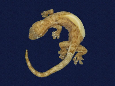 ƦƪԤBǦWG<em>Hemiphyllodactylus typus typus</em><br>W١Gbk粪<br>^W١GIndo-pacific tree gecko