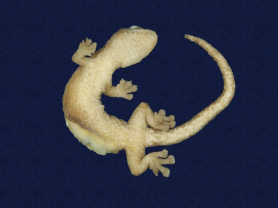 ƦƪԤBǦWG<em>Hemiphyllodactylus typus typus</em><br>W١Gbk粪<br>^W١GIndo-pacific tree gecko