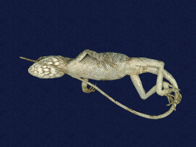 ƦƪԤBǦWG<em>Japalura swinhonis</em><br>W١G廨kh<br>^W١GSwinhoes tree lizard