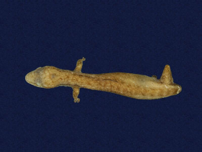 ƦƪԤBǦWG<em>Hemiphyllodactylus typus typus</em><br>W١Gbk粪<br>^W١GIndo-pacific tree gecko