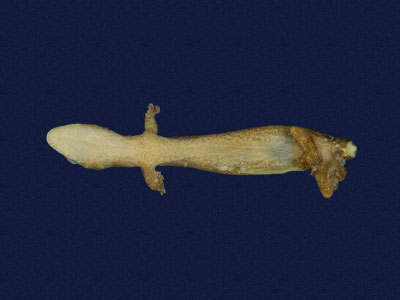 ƦƪԤBǦWG<em>Hemiphyllodactylus typus typus</em><br>W١Gbk粪<br>^W١GIndo-pacific tree gecko