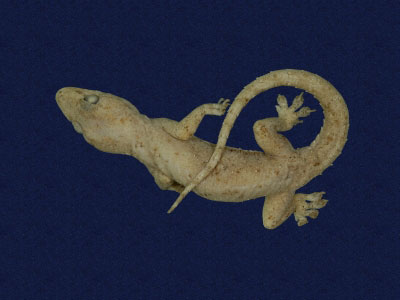 ƦƪԤBǦWG<em>Hemidactylus frenatus</em><br>W١G粪<br>^W١GCommon house gecko