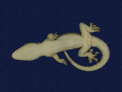 ƦƪԤBǦWG<em>Hemidactylus frenatus</em><br>W١G粪<br>^W١GCommon house gecko