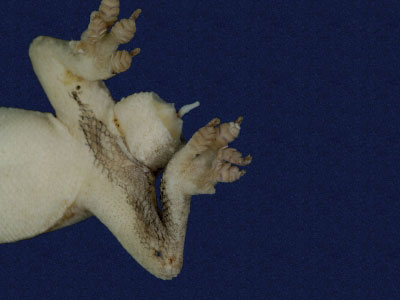 ƦƪԤBǦWG<em>Hemidactylus frenatus</em><br>W١G粪<br>^W١GCommon house gecko