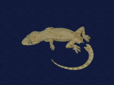 ƦƪԤBǦWG<em>Hemidactylus frenatus</em><br>W١G粪<br>^W١GCommon house gecko