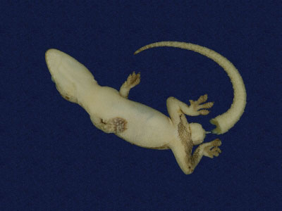 ƦƪԤBǦWG<em>Hemidactylus frenatus</em><br>W١G粪<br>^W١GCommon house gecko