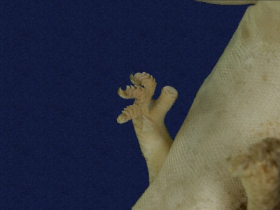 ƦƪԤBǦWG<em>Gekko hokouensis</em><br>W١Guc<br>^W١GHekou's gecko