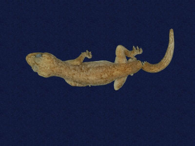 ƦƪԤBǦWG<em>Gekko hokouensis</em><br>W١Guc<br>^W١GHekou's gecko