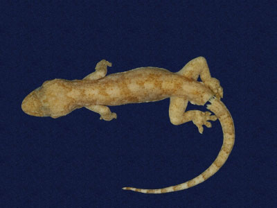 ƦƪԤBǦWG<em>Gekko hokouensis</em><br>W١Guc<br>^W١GHekou's gecko