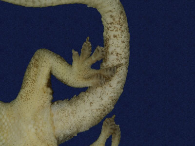 ƦƪԤBǦWG<em>Hemidactylus frenatus</em><br>W١G粪<br>^W١GCommon house gecko