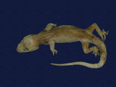 ƦƪԤBǦWG<em>Hemidactylus frenatus</em><br>W١G粪<br>^W١GCommon house gecko